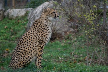 Cheetah ayakta dikkati