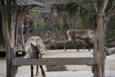 Bir yalak besleyen Ren geyiği