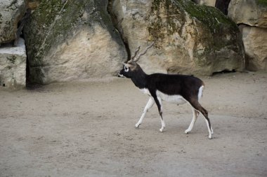 Blackbuck antilop hayvanat bahçesinde