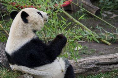 Onları yemeden önce ayı Panda taze bambu kokulu yaprakları