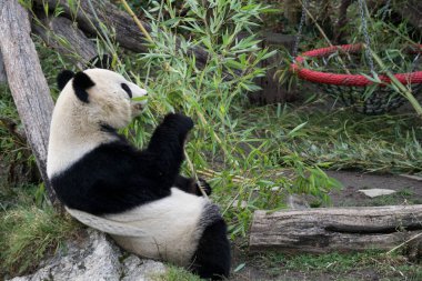 Panda yaklaşık Viyana'da hayvanat bahçesinde Öğle Yemeği