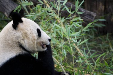 Aşağı bir bambu dalda ısırma panda