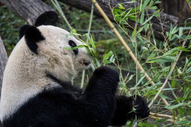 Öğle yemeğinden önce bambu teftiş dev panda ayısı