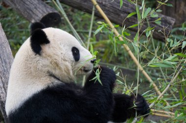 Sevimli ayı panda bambu yemek hazırlama