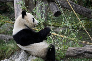 Kayanın üzerinde dinlenme ve bambu yemek ayı Panda