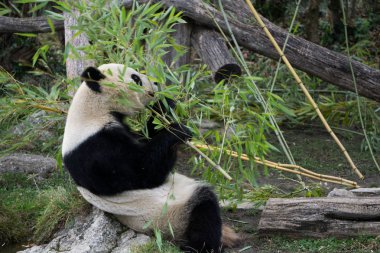 Viyana Hayvanat bahçesindeki bambu dal munching panda