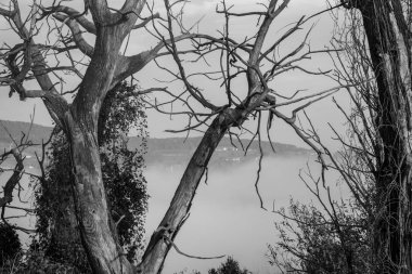 Siyah ve beyaz sis ve arka tepelerde ölü ağaçlar