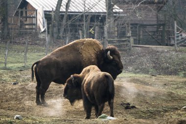 İki bizon aynı anda soğuk sonbahar havada nefes