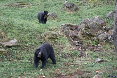 Spectacled bears at an Austrian zoo clipart