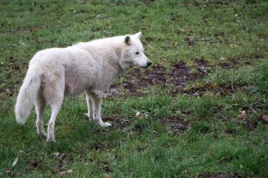 Kutup kurt şüpheli hareketi kontrol