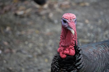 Sola metin için boşluk ile Türkiye portresi