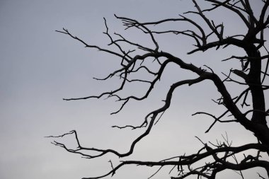Arka planda gökyüzü ile ölü ağaç dalları