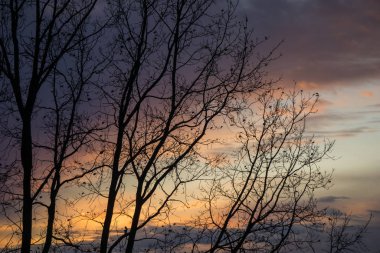 Arka planda şaşırtıcı, renkli gün batımı ile ağaç siluet