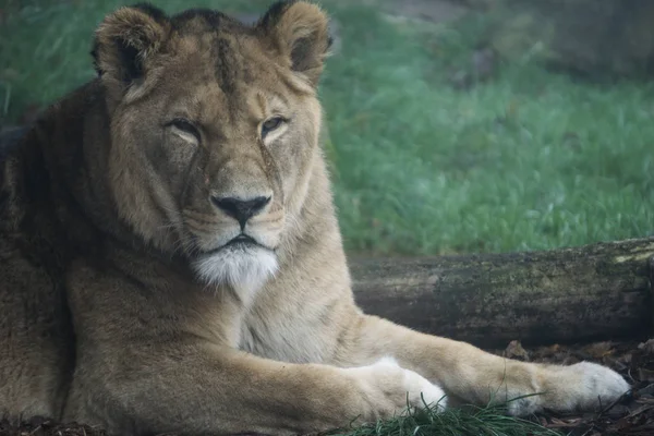 Lion resting outside his enclosure on a cold and foggy day