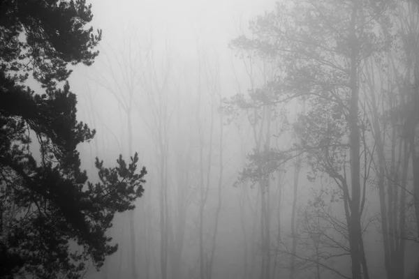 Sílhuetas de árvores vistas através de densa neblina matinal — Fotografia de Stock