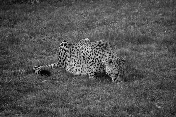 Black and white shot of cheetah feeding at a zoo — Stock Photo, Image