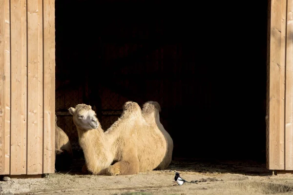 Camello sentado en la puerta del granero y mirando un pájaro negro — Foto de Stock