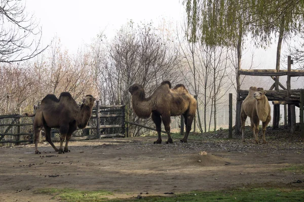 Tres camellos parados en el zoológico — Foto de Stock