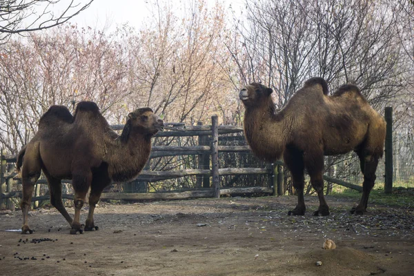 Two camels doing funny faces at the zoo