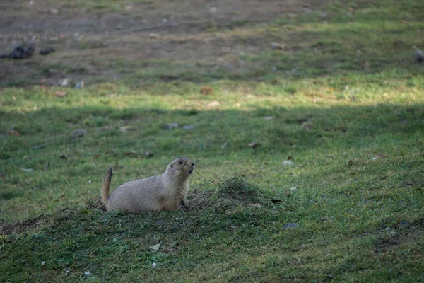 Alerta perro de la pradera parece que acaba de enterarse de que fue adoptado — Foto de Stock