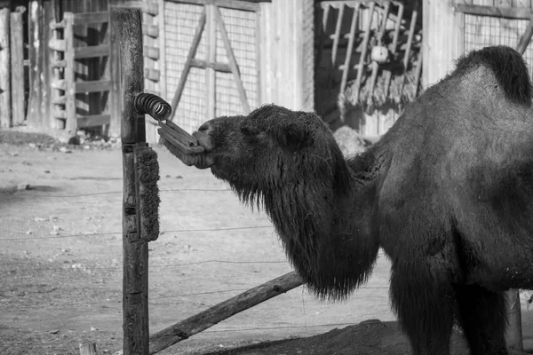 Camel no se dio cuenta para qué sirve el cepillo. — Foto de Stock