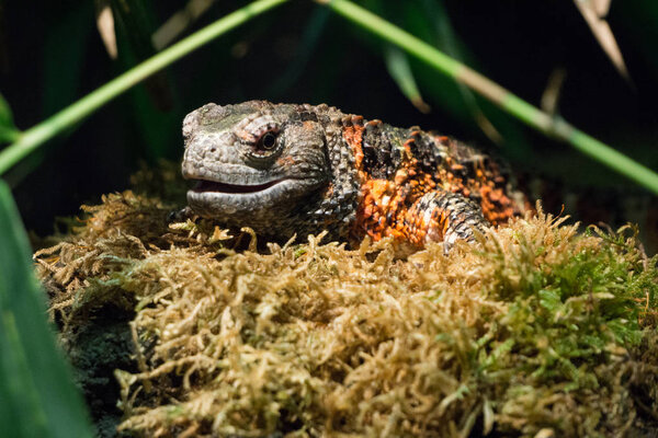 Chinese crocodile lizard close up