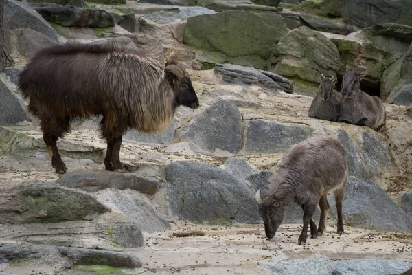 Tahrové v zoo Vídeň — Stock fotografie