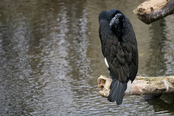 Cormorant protégeant sa tête du froid — Photo