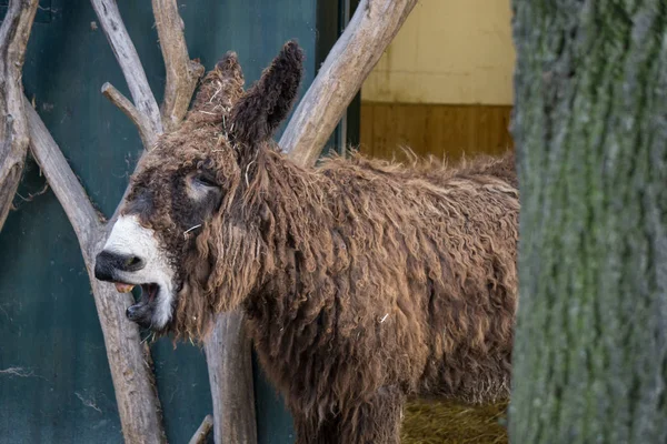 Burro marrón con la boca abierta en el zoológico de Viena — Foto de Stock