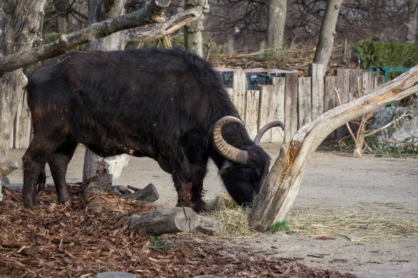 Kerbau India dengan tanduk besar di kebun binatang Wina — Stok Foto