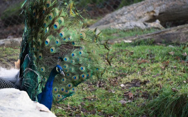 Павлин с открытым хвостом в зоопарке — стоковое фото