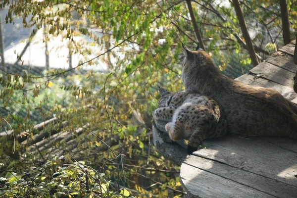 欧洲猞猁及其幼崽在奥地利动物园的木制平台上休息 — 图库照片