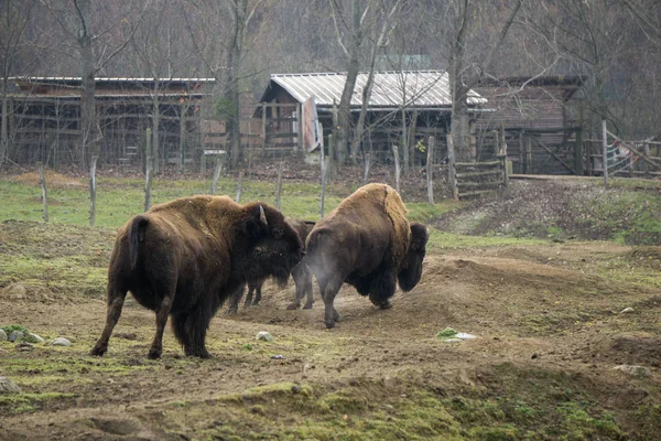 Large buffalo breathing out steam on a cold autumn morning at the animal park