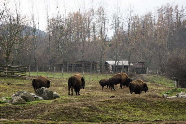 Stádo bizonů uvnitř výběhu na rakouský zoo — Stock fotografie