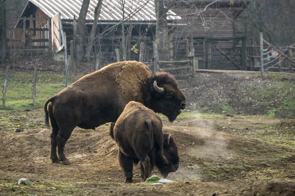 Bison breathing out steam on a cold morning