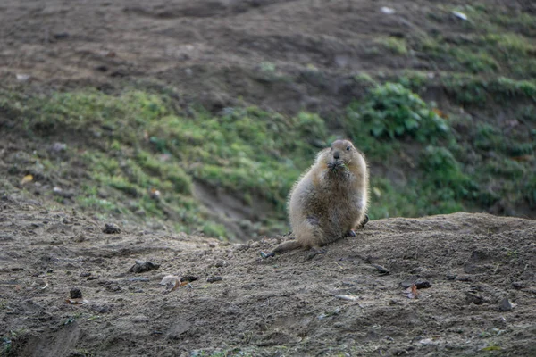 Prairie dog munching on something on a barren field — Stock Photo, Image