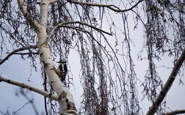 Syrian Woodpecker working on a birch tree — Stock Photo, Image