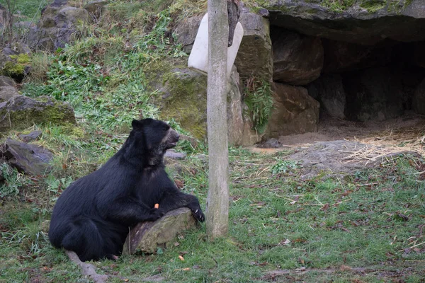 Černý medvěd v jeho skříni na rakouský zoo — Stock fotografie