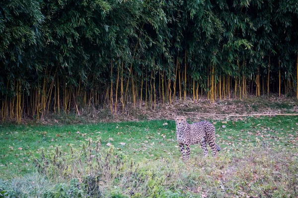 Cheetah mirando a la distancia dentro de su recinto del zoológico — Foto de Stock