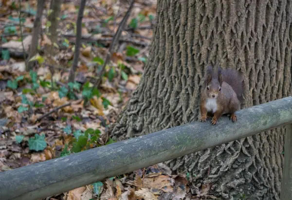 Ardilla posando en un parque en Viena — Foto de Stock