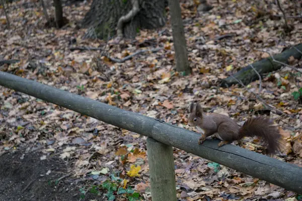 Squirrel perched on a wooden railing — Stock Photo, Image