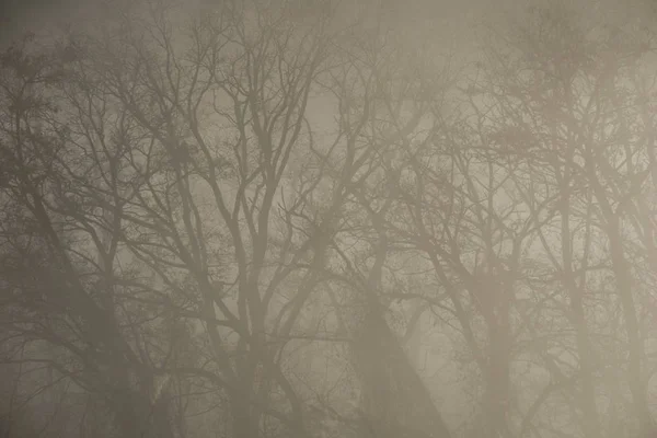 Gruselige Baumsilhouette in einem nebelbedeckten Wald Stockbild