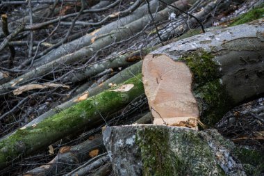 Avusturya dağlarında kış ormandaki ağaç felling