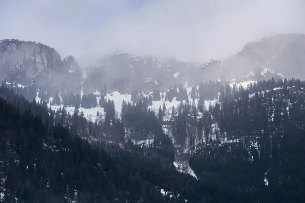 Bosque alpino en una ladera cubierta de niebla — Foto de Stock