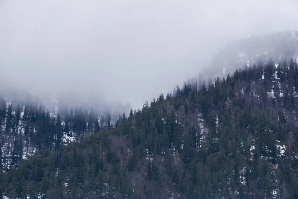 Mgła zstępującego na świerkowym lesie, w górach Austrii w zimie — Zdjęcie stockowe