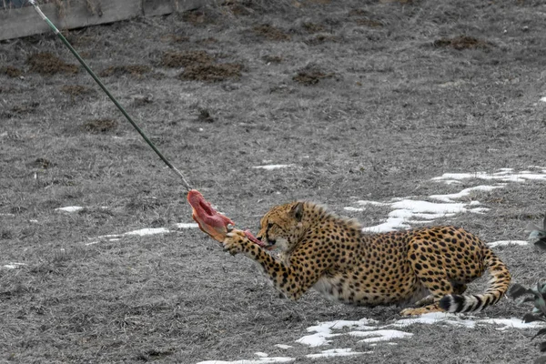 Teilweise Ungesättigtes Bild Eines Afrikanischen Geparden Der Sich Zoo Von — Stockfoto