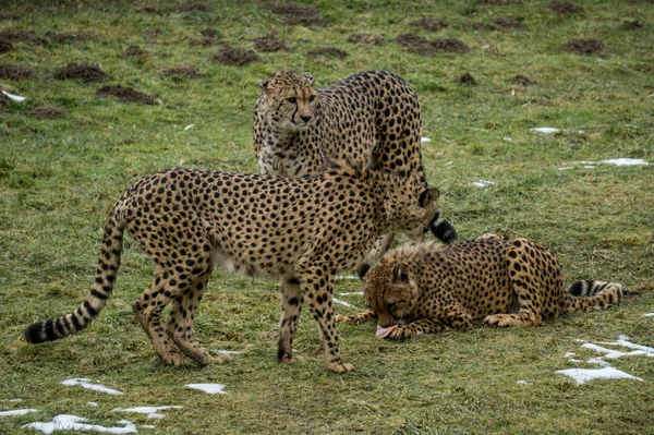 Gruppe Junger Geparden Zoo Herberstein Winter Einer Ernährt Sich Von — Stockfoto