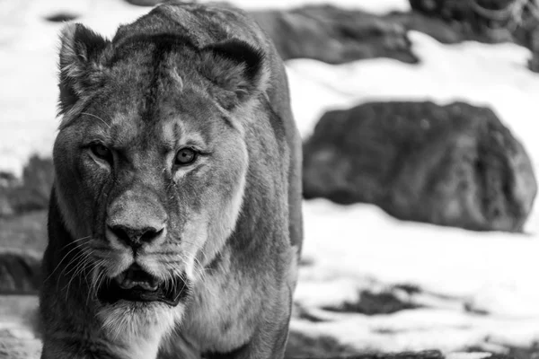 Black and white picture of lioness with killer look in here eyes while walking around her enclosure on a cold, snowy, winter day