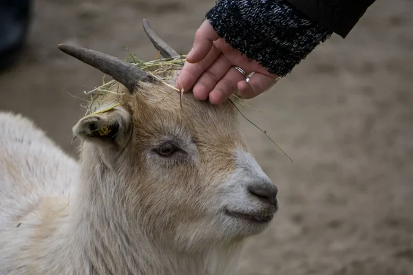 Maličká Koza Kterou Zoo Hladí Mladá Žena — Stock fotografie