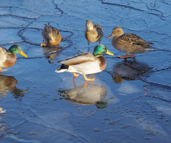 Wild ducks on the ice in late autumn — Stock Photo, Image